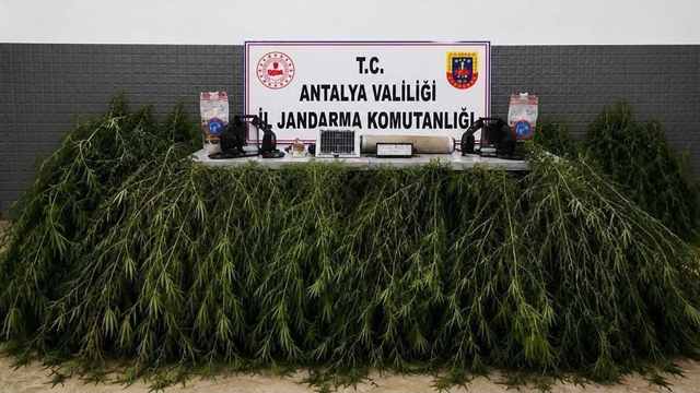 Aksu'da yasadışı kenevir operasyonu