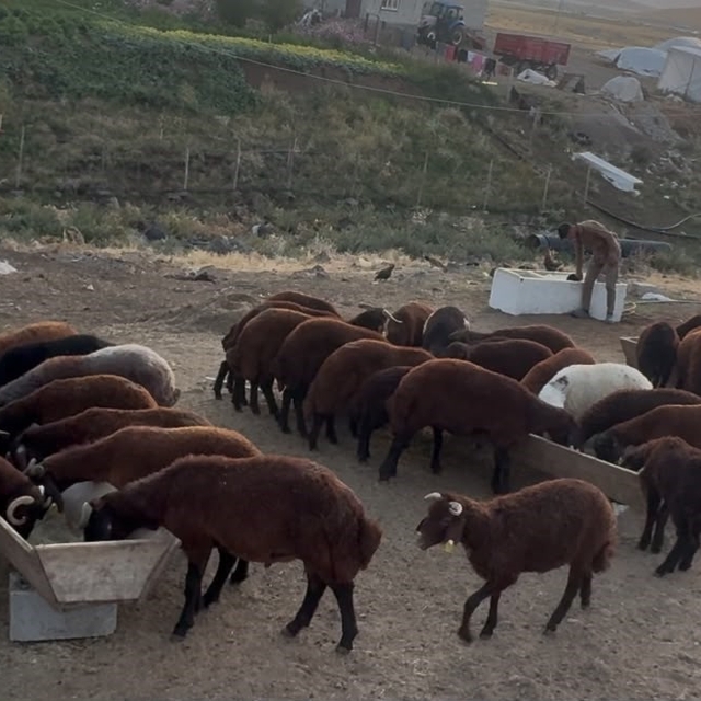 Ağrı'da besicilerde sonbahar hareketliliği
