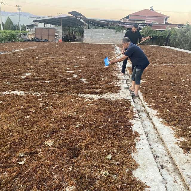 Alaşehir'de üzüm üreticileri TMO'nun fiyatından memnun