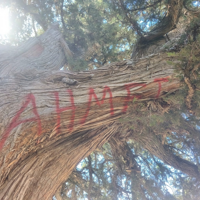 Konya'da 2 bin yıllık anıt ağacın tahrip edilmesine ilişkin inceleme başlat...