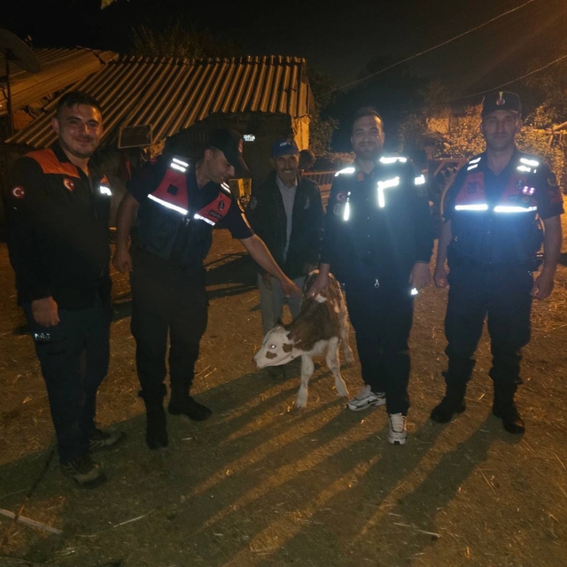 Bilecik'te kaybolan büyükbaş hayvan yeni doğan buzağı ile bulundu