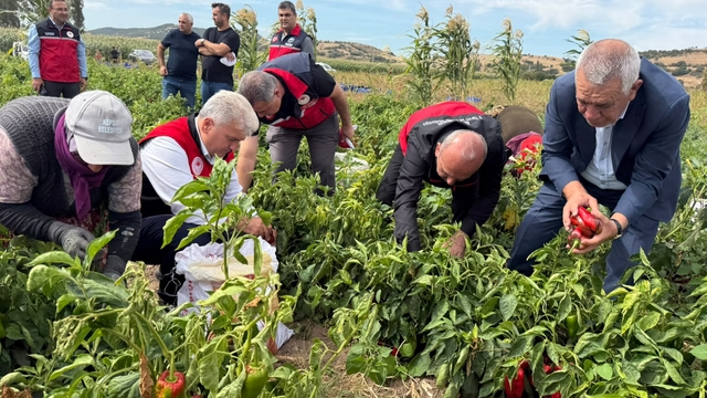 Balıkesir Milletvekili Mustafa Canbey, Kepsut'ta kapya biber hasadına katıldı