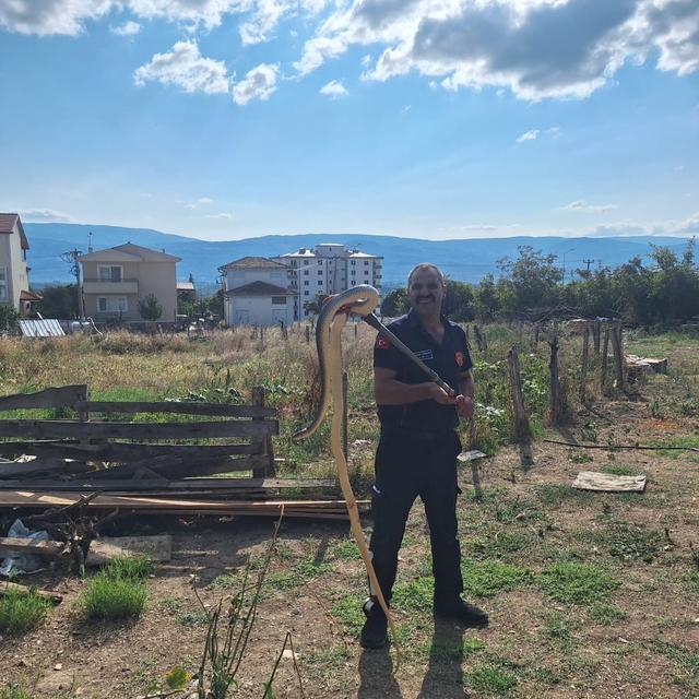 Tokat'ta ahıra giren yılan itfaiye ekiplerince yakalanarak doğaya salındı