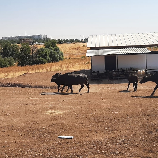 Diyarbakır'da İtalyan mandalarıyla genetik ıslah çalışması yürütülüyor