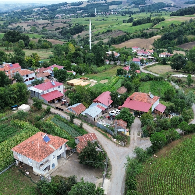 Samsun'da sonbahar dönemi şap ve brusella aşılama çalışması yürütülüyor
