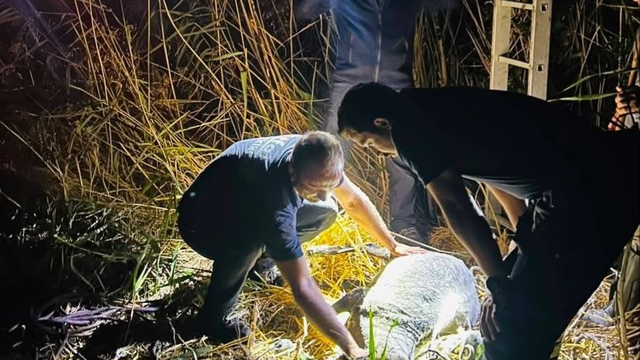 Tekirdağ'da kuyuya düşen koyun kurtarıldı
