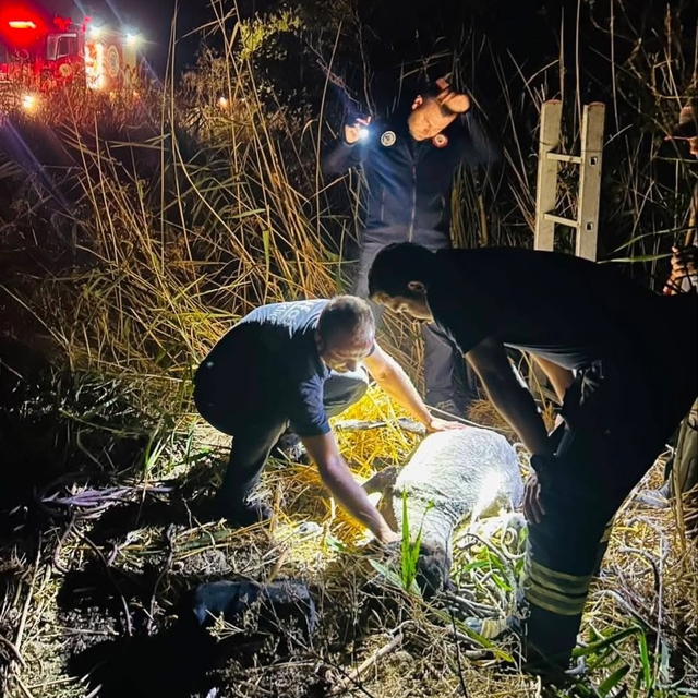 Tekirdağ'da kuyuya düşen koyun kurtarıldı