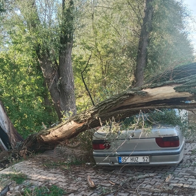 Konya'da otomobilin üzerine ağaç devrildi