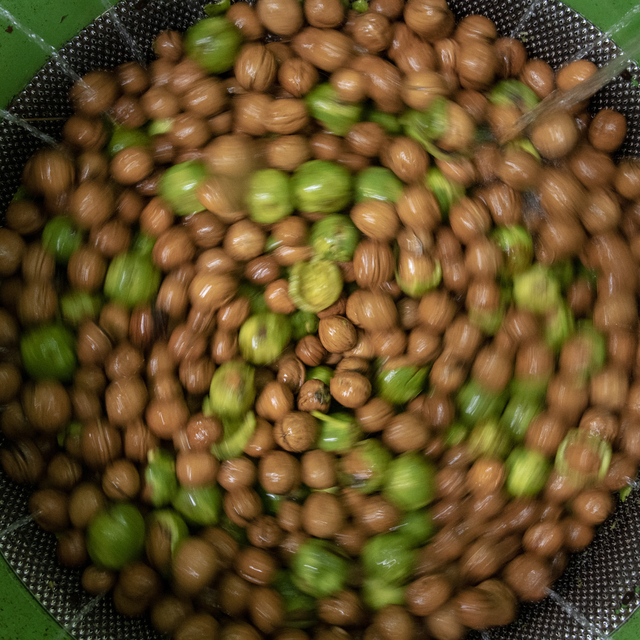 Tescilli Şebin cevizinde rekolte üreticileri sevindirdi