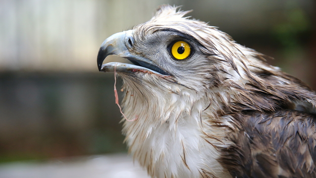 Galeri