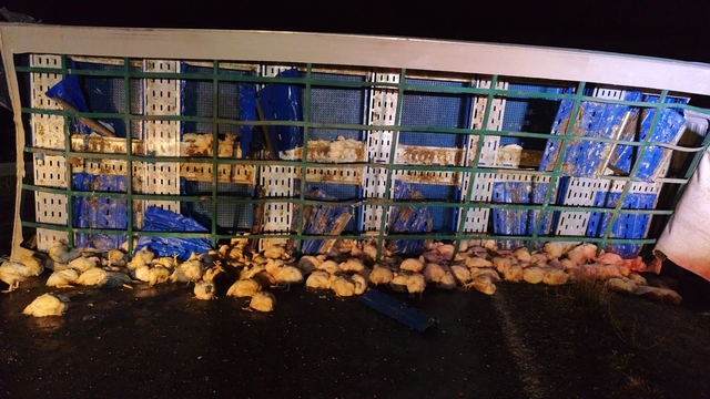 Yozgat'ta tavuk yüklü tırın devrilmesi sonucu 1 kişi yaralandı