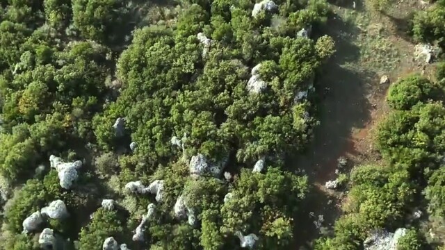Ormanlık alandaki hazine arazisine kenevir eken şüpheli tutuklandı