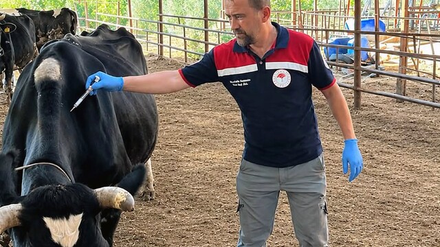 Ortaca'da Şap ve Brucella aşılama çalışması devam ediyor