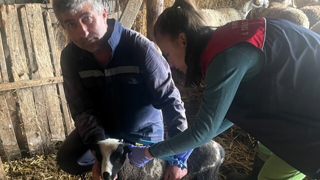 Kırklareli'nde küçükbaş hayvanlara yönelik aşılama çalışması yapıldı