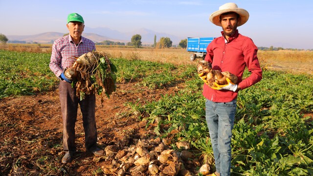 Kahramanmaraş'ta şeker pancarı hasadı başladı