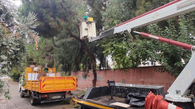 Efeler'de ağaç budama çalışmaları sürüyor