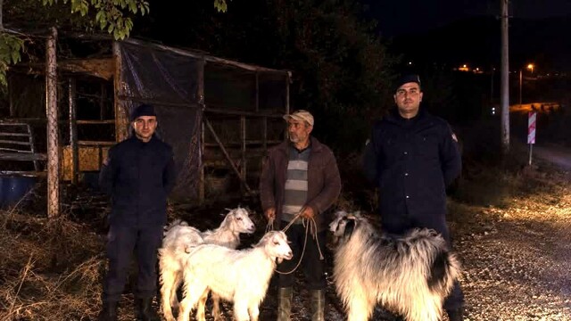 Bilecik'te kaybolan 5 küçükbaş hayvan bulundu
