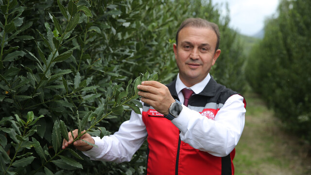Muğla'da defne üretimiyle atıl araziler ekonomiye kazandırılıyor