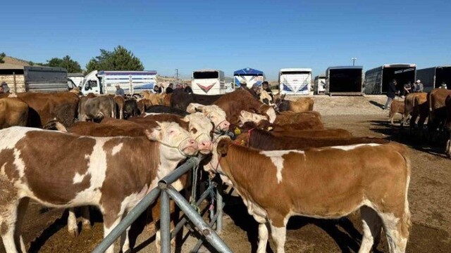 Yozgat'ta hayvan pazarları yeniden açıldı