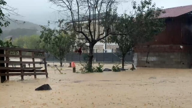 Sakarya'da sel bir mahalleyi sulara gömdü: 60 bin kanatlı hayvan telef oldu