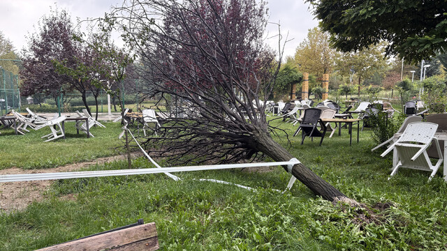Elazığ'da devrilen ağaç hafif ticari aracın üzerine düştü