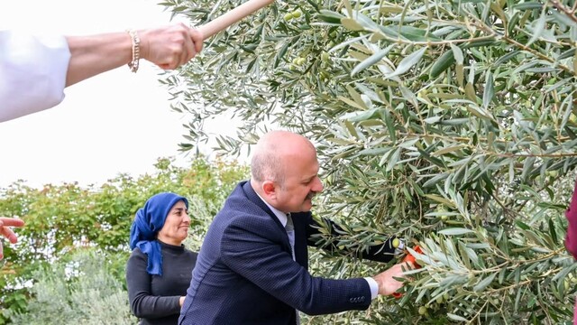 Aydın Valisi Varol, kadın çiftçilerle zeytin topladı