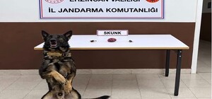 Erzincan’da bonzai hammaddesi ve skunk ele geçirildi