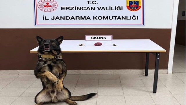 Erzincan'da bonzai hammaddesi ve skunk ele geçirildi