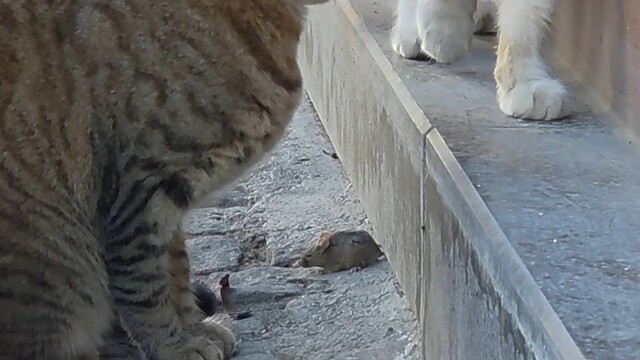 Bir kedi, fareyi diğer kediden korudu
