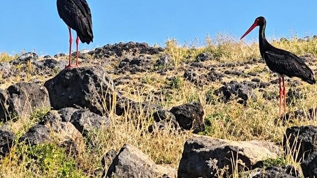 Diyarbakır'da leylek göçü başladı: Göç yolundaki kara leylekler dikkat çekti