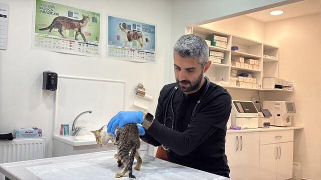 Tokat'ta binlerce kişiyi hastanelik eden şikayetler kedi ve köpeklerde de görüldü
Tokat'ta hastanelerin ardından veteriner kliniklerinde de benzer şikâyetler gündeme geldi
