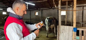 İhsaniye’de şapla mücadele sürüyor