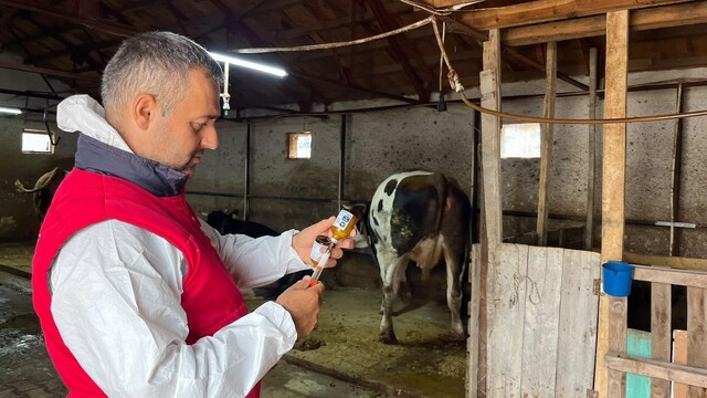 İhsaniye'de şapla mücadele sürüyor