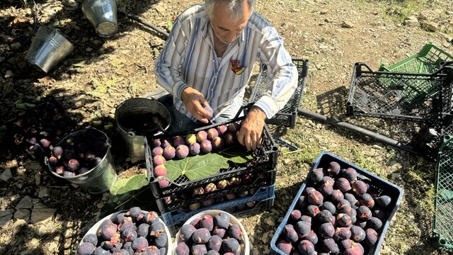 Antalya'da Bursa siyahı incirde hasat sezonu sona erdi
Yaz yağmurları, iklim ve hava şartları rekolteyi olumsuz etkiledi
Üretici Mesut Şanlı: "2024 yılında 15 ton ürün aldık, bu yıl iklim ve hava şartlarından dolayı ancak 1 ton incir hasat edebildik"