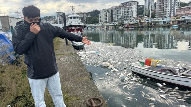 Palamut bolluğu çileye dönüştü, liman balık çöplüğüne döndü
Denizin yüzeyi ölü balıklarla doldu