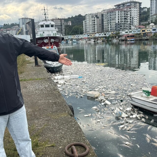 Palamut bolluğu çileye dönüştü, liman balık çöplüğüne döndü
Denizin yüzeyi...
