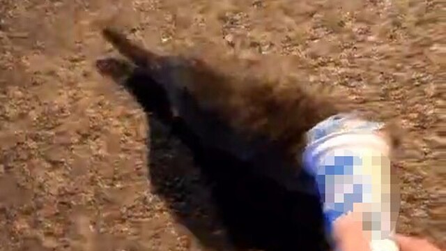 Kafasına plastik kutu sıkışan kedi, yardım için itfaiyeye gitti