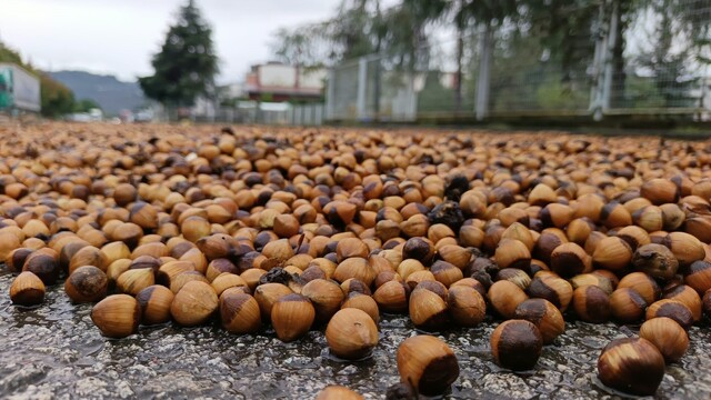 Ordu'da fındık üreticilerinin yağmur mesaisi