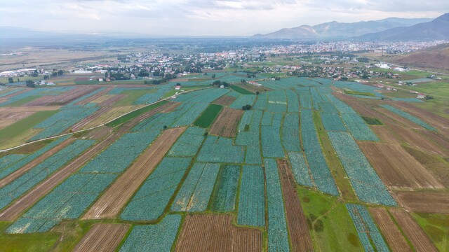Muş Ovası'nda lahana hasadı başladı: 165 milyon liralık katkı bekleniyor