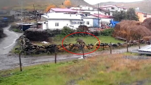 Gündüz vakti köye inen ayı korkuttu