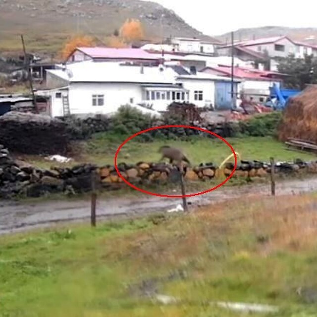 Gündüz vakti köye inen ayı korkuttu