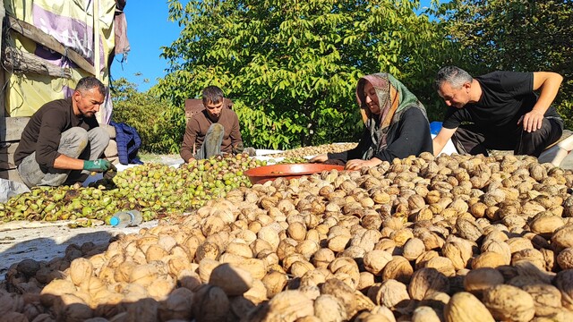 Yozgat'ta ceviz hasadı başladı: Üretici verimden memnun