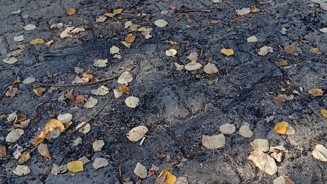 Bilecik'te parkın ortasında ateş yaktılar