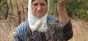Annesiyle başladığı çitlembik mesaisini 78 yaşında sürdürüyor