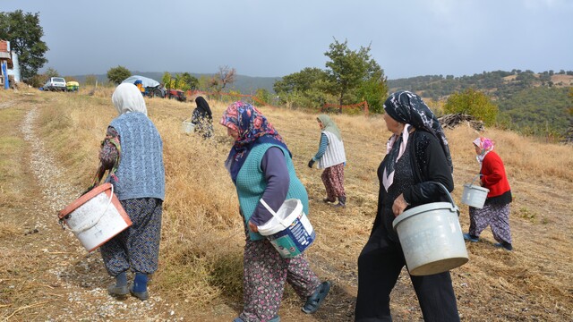 Manisa'da dağlardan toplayıp ilaç ve kozmetik devlerine satıyorlar
Demirci'de kadınların çitlembik mesaisi aile ekonomisine can veriyor