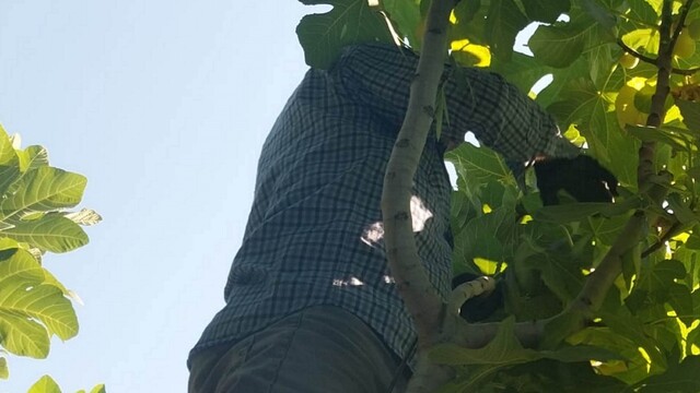 Mersin'de incir sezonu sona erdi, üreticisinin yüzü güldü