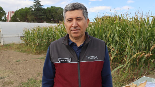 Zeytin atığından kimyasal gübre kullanımını azaltacak yeni organomineral gübreler geliştiriliyor