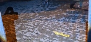 Tunceli'de bahçesine girmek isteyen yaban bomuzu vatandaşa korku dolu anlar yaşattı