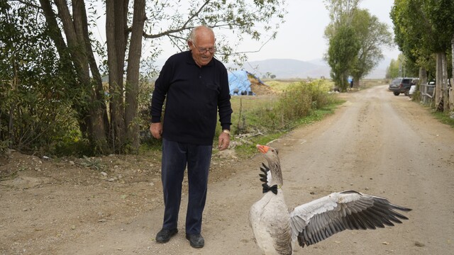 Sürünün dışladığı kaz, İsmail dedenin peşini bırakmıyor