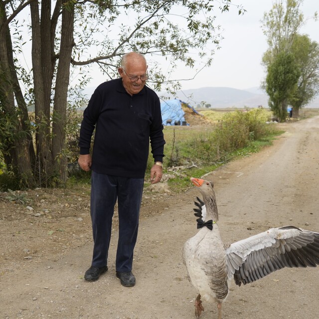 Sürünün dışladığı kaz, İsmail dedenin peşini bırakmıyor